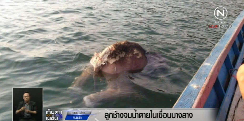 ลูกช้างป่า จมน้ำตายในเขื่อนบางลาง คาดถูกงูกัด