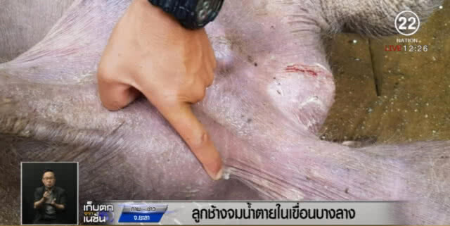 ลูกช้างป่า จมน้ำตายในเขื่อนบางลาง คาดถูกงูกัด