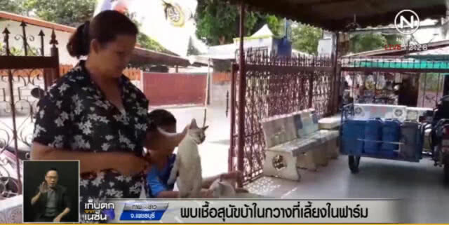 ประกาศ อ.ท่ายางและเขาย้อย เป็นเขตโรคระบาด หลังพบเชื้อพิษสุนัขบ้าในกวาง