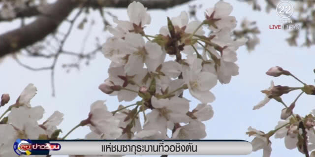 นทท.หลั่งไหลชมดอกซากุระบานในกรุงวอชิงตัน