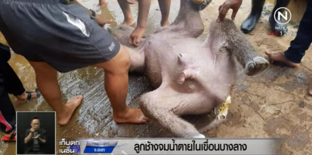 ลูกช้างป่า จมน้ำตายในเขื่อนบางลาง คาดถูกงูกัด