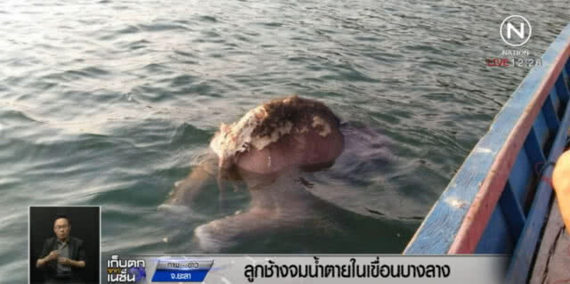 ลูกช้างป่า จมน้ำตายในเขื่อนบางลาง คาดถูกงูกัด