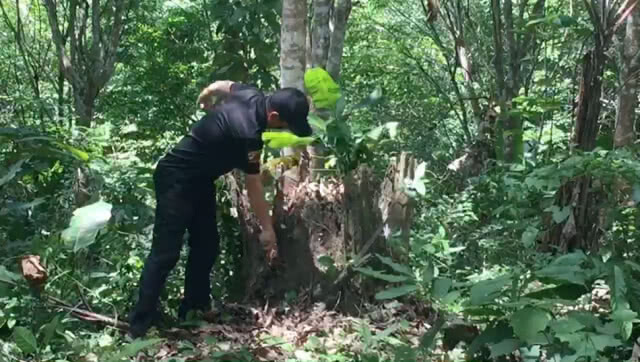แฉขบวนการบุกรุกอุทยานฯ กรมหลวงชุมพร