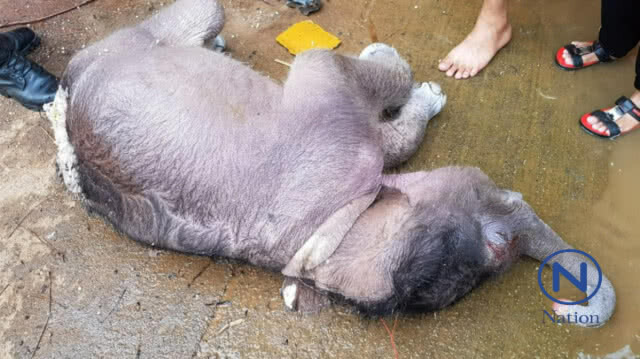 สลด! ลูกช้างป่าจมน้ำตายในเขื่อนบางลาง
คาดถูกงูพิษฉก