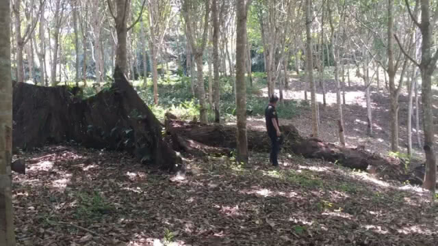แฉขบวนการบุกรุกอุทยานฯ กรมหลวงชุมพร