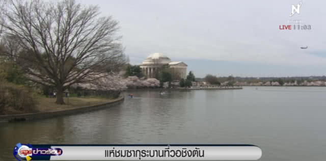 นทท.หลั่งไหลชมดอกซากุระบานในกรุงวอชิงตัน