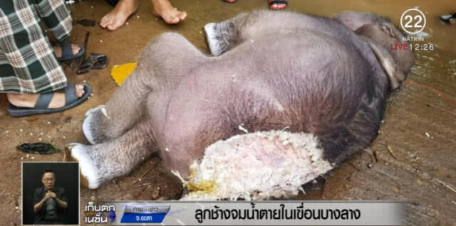 ลูกช้างป่า จมน้ำตายในเขื่อนบางลาง คาดถูกงูกัด
