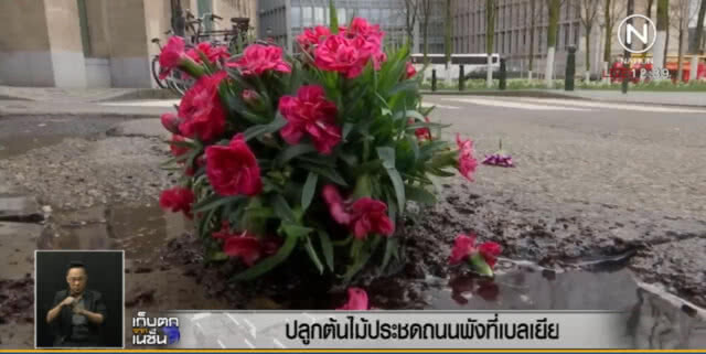หนุ่มเบลเยี่ยม ปลูกต้นไม้บนถนนที่ชำรุด ประชดสภาเมืองไม่ดูแล
