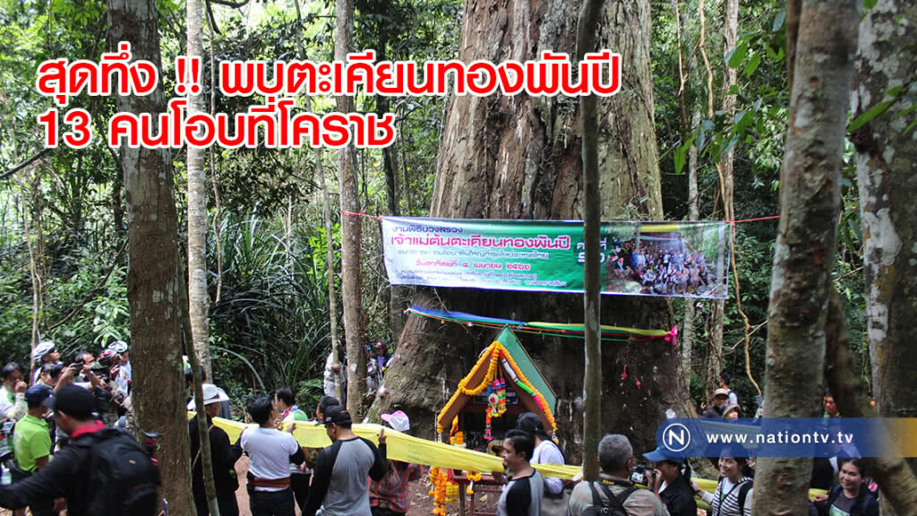 สุดทึ่ง !! พบตะเคียนทองพันปี 13 คนโอบที่โคราช