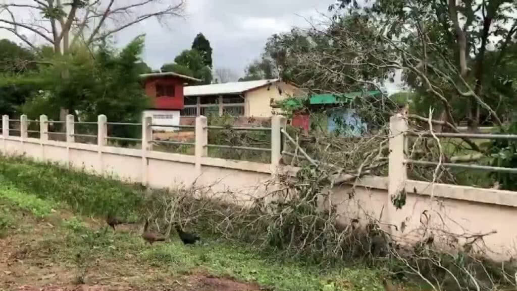 สุดเหิม! บุกตัดไม้พะยูงในโรงเรียน