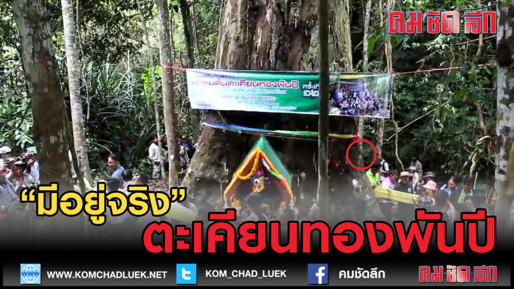(คลิปข่าว) ยังมีอยู่จริง ตะเคียนทองแบบนี้