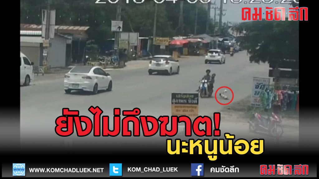 (คลิปข่าว) ยังไม่ถึงฆาต! นะหนู (คลิปข่าว) ยังไม่ถึงฆาต! นะหนู