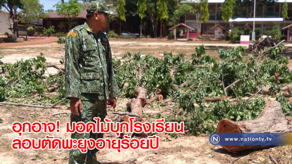 อุกอาจ! มอดไม้บุกโรงเรียนลอบตัดพะยูงอายุร้อยปี