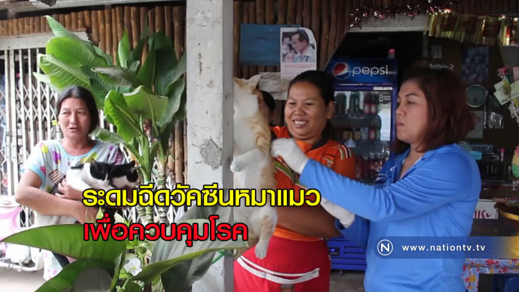 "เร่งระดม" ฉีดวัคซีนหมาแมว "เร่งระดม" ฉีดวัคซีนหมาแมว