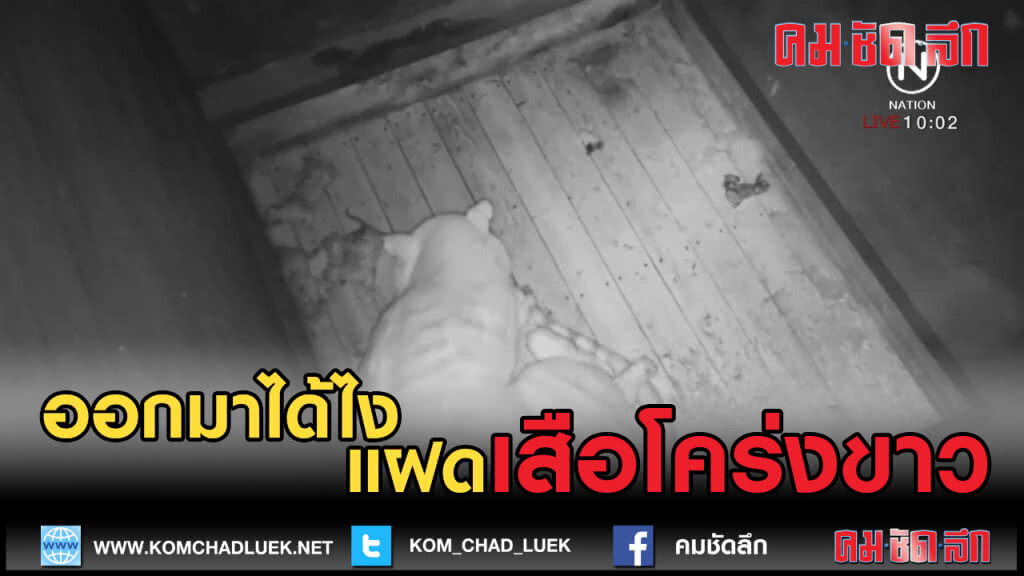 (คลิปข่าว) เสียใจที่ไม่ใช่ไทย "เสือโคร่งขาว" ออกลูกแฝด (คลิปข่าว) เสียใจที่ไม่ใช่ไทย "เสือโคร่งขาว" ออกลูกแฝด