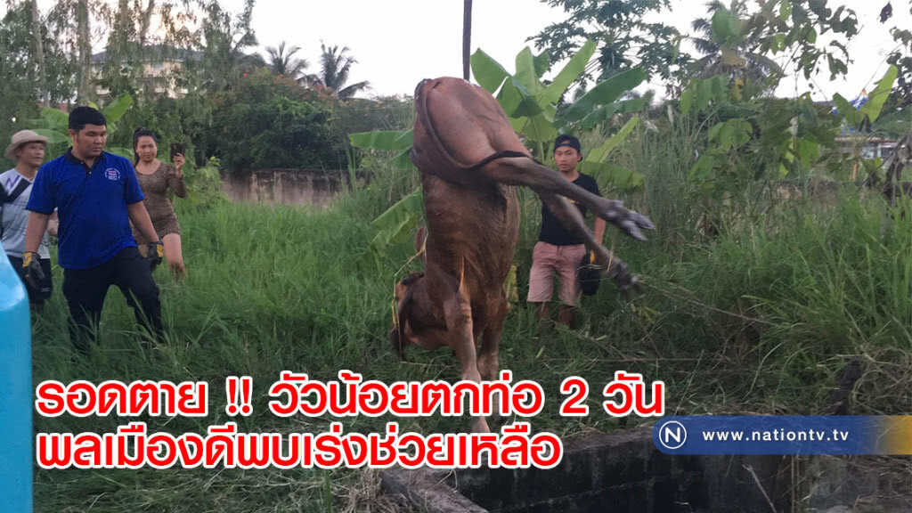 รอดตาย !! วัวน้อยตกท่อ 2 วัน พลเมืองดีพบเร่งช่วยเหลือ รอดตาย !! วัวน้อยตกท่อ 2 วัน พลเมืองดีพบเร่งช่วยเหลือ