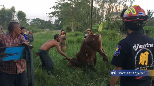 รอดตาย !! วัวน้อยตกท่อ 2 วัน พลเมืองดีพบเร่งช่วยเหลือ