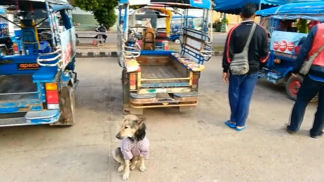 สุดทึ่ง!! สุนัขแสนรู้ร้องเพลงชาติทุกเช้า-เย็น ใน บขส.นครพนม