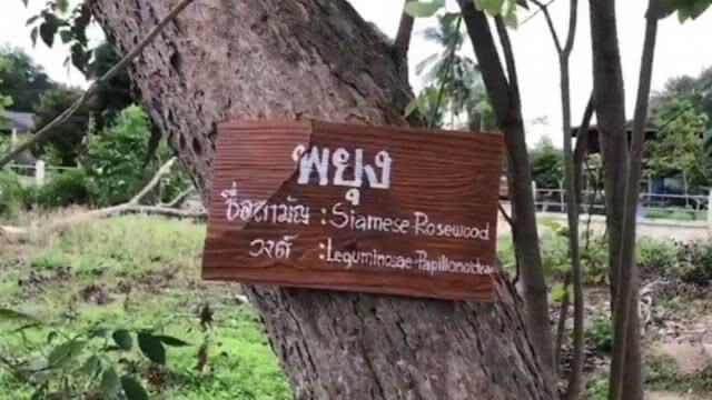 สุดเหิม! บุกตัดไม้พะยูงในโรงเรียน