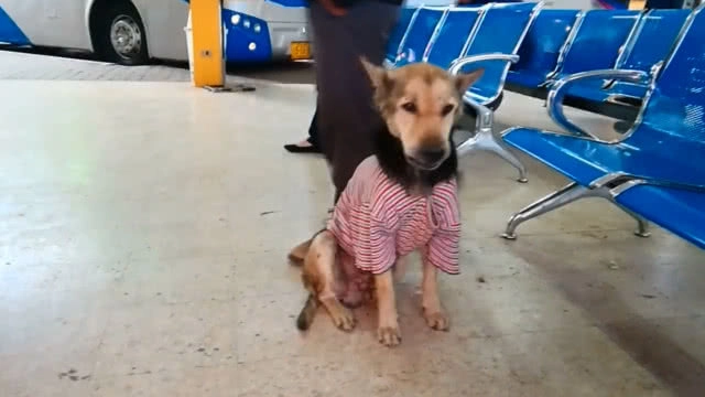 สุดทึ่ง!! สุนัขแสนรู้ร้องเพลงชาติทุกเช้า-เย็น ใน บขส.นครพนม