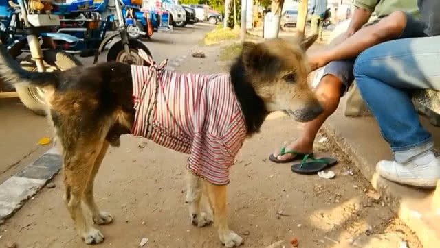 สุดทึ่ง!! สุนัขแสนรู้ร้องเพลงชาติทุกเช้า-เย็น ใน บขส.นครพนม