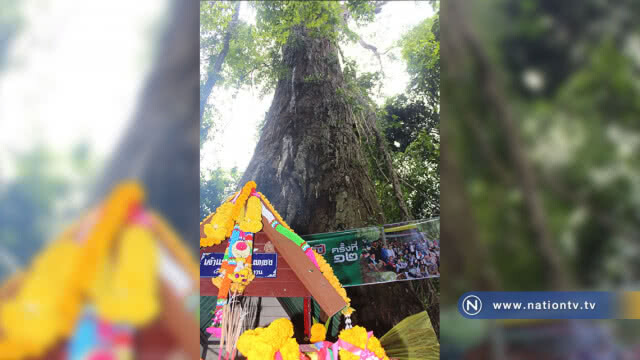 สุดทึ่ง !! พบตะเคียนทองพันปี 13 คนโอบที่โคราช