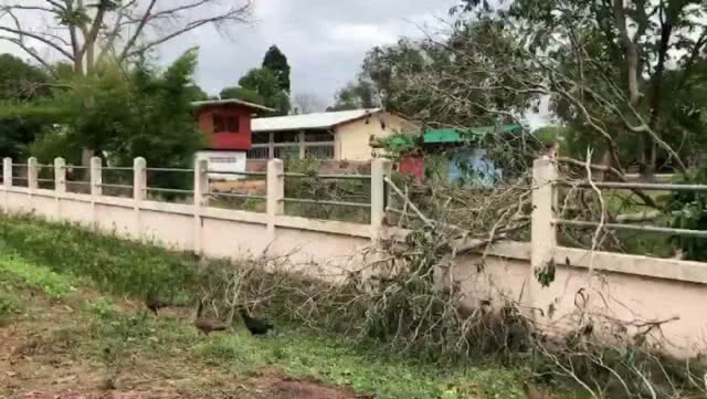 สุดเหิม! บุกตัดไม้พะยูงในโรงเรียน