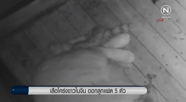 "เสือโคร่งขาว" ในจีน ออกลูกแฝด  5 ตัว