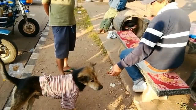 สุดทึ่ง!! สุนัขแสนรู้ร้องเพลงชาติทุกเช้า-เย็น ใน บขส.นครพนม