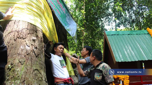 สุดทึ่ง !! พบตะเคียนทองพันปี 13 คนโอบที่โคราช