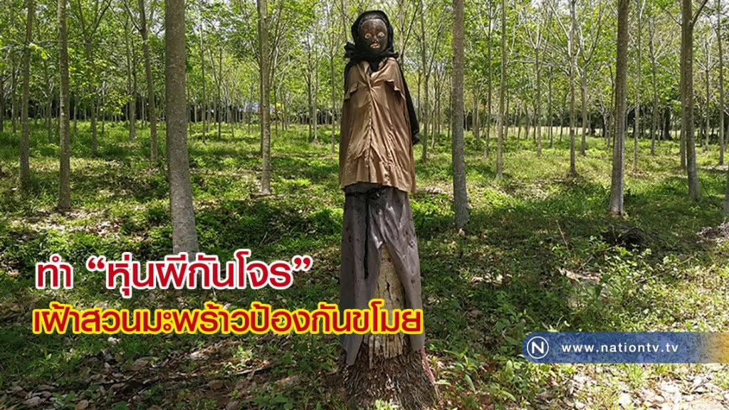 เจ้าของสวนมะพร้าว ทำ "หุ่นผีกันโจร" หลังจากถูกโจรเข้ามาขโมย