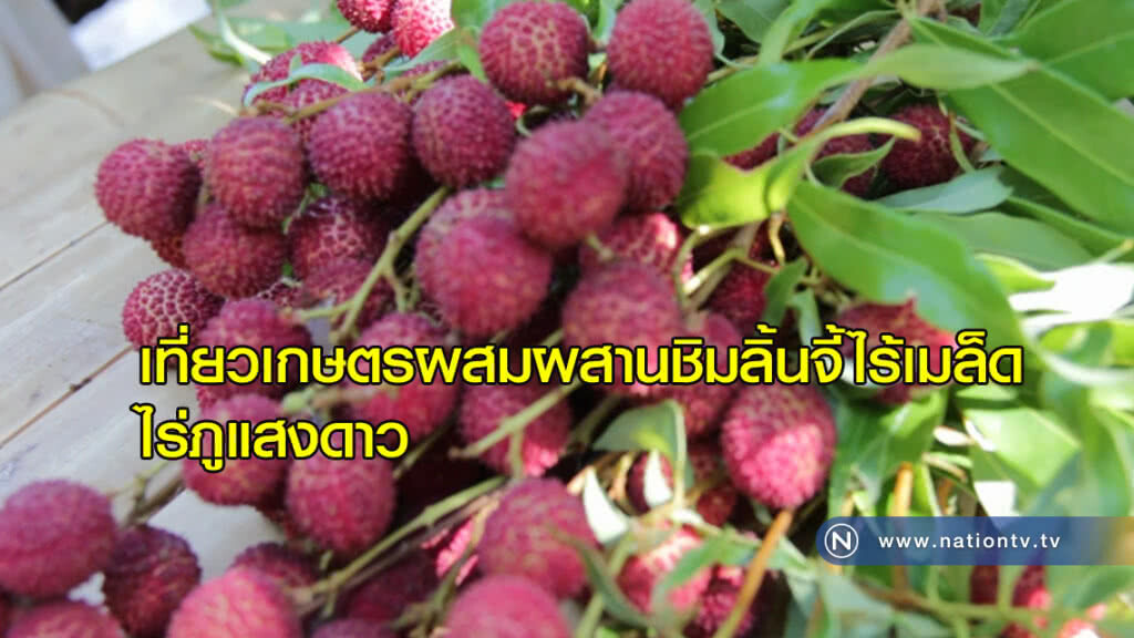 เที่ยวสวนเกษตรผสมผสาน "ชิมลิ้นจี้ไร้เมล็ด" ไร่ภูแสงดาว