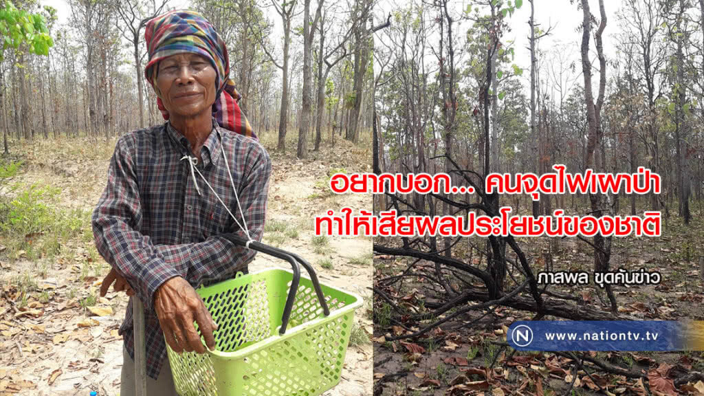 อยากบอก… คนจุดไฟเผาป่า ทำให้เสียผลประโยชน์ของชาติ อยากบอก… คนจุดไฟเผาป่า ทำให้เสียผลประโยชน์ของชาติ