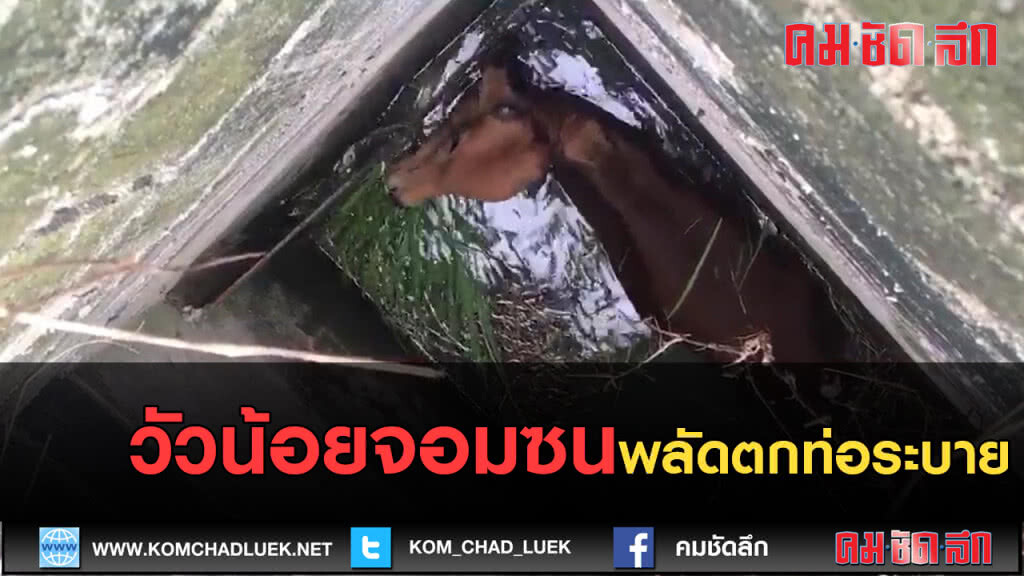 (คลิปข่าว) วัวน้อยเล่นซนพลัดตกท่อระบาย
