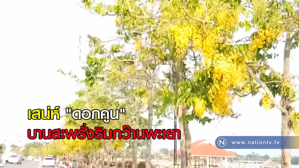 "ดอกคูน" บานสะพรั่ง ริมกว๊านพะเยา "ดอกคูน" บานสะพรั่ง ริมกว๊านพะเยา