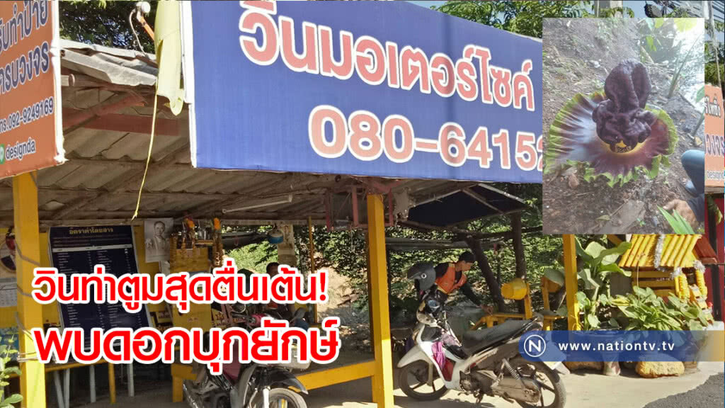 วินท่าตูมสุดตื่นเต้น! พบดอกบุกยักษ์ผุดข้างๆ ทั้งๆที่ท่าจอดตั้งมาหลายปีแล้ว
