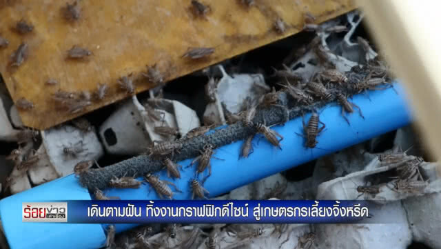 เดินตามฝัน ทิ้งงานกราฟฟิกดีไซน์ สู่เกษตรกรเลี้ยงจิ้งหรีด