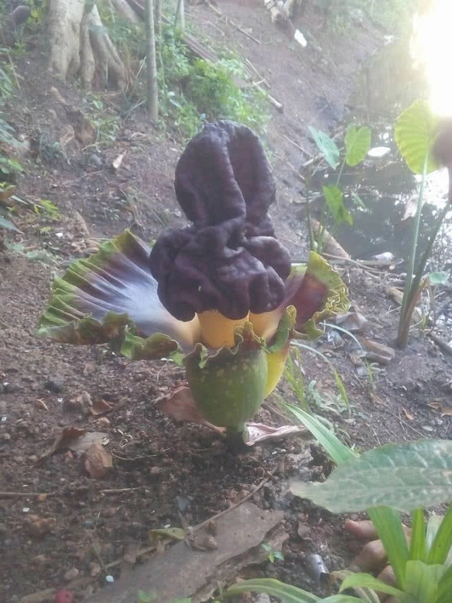 วินท่าตูมสุดตื่นเต้น! พบดอกบุกยักษ์ผุดข้างๆ ทั้งๆที่ท่าจอดตั้งมาหลายปีแล้ว