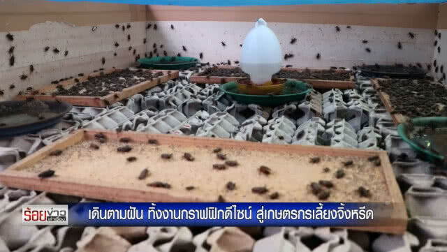 เดินตามฝัน ทิ้งงานกราฟฟิกดีไซน์ สู่เกษตรกรเลี้ยงจิ้งหรีด