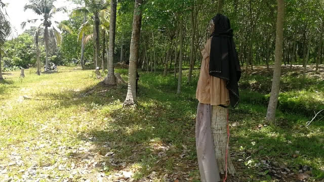 เจ้าของสวนมะพร้าว ทำ "หุ่นผีกันโจร" หลังจากถูกโจรเข้ามาขโมย