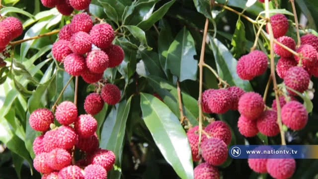 เที่ยวสวนเกษตรผสมผสาน "ชิมลิ้นจี้ไร้เมล็ด" ไร่ภูแสงดาว