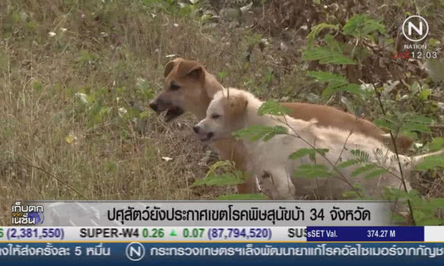 ปศุสัตว์ยังประกาศเขตโรคพิษสุนัขบ้า 34 จังหวัด