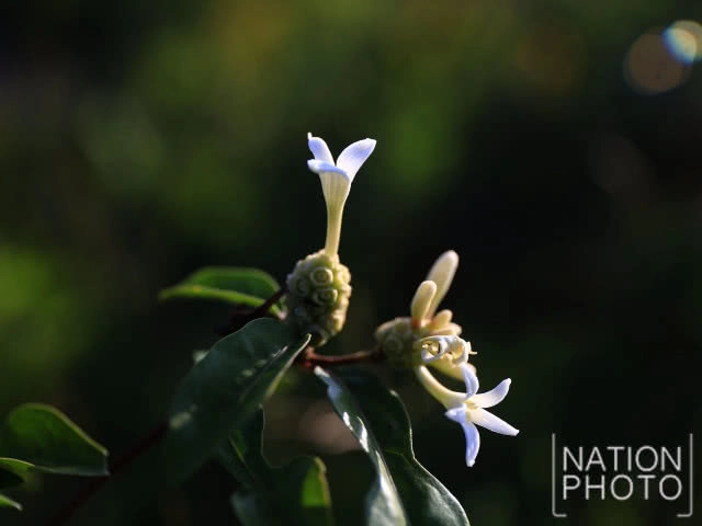 "หาดชมดาว" ประติมากรรมหินธรรมชาติรูปร่างแปลกตาชวนจินตนาการ