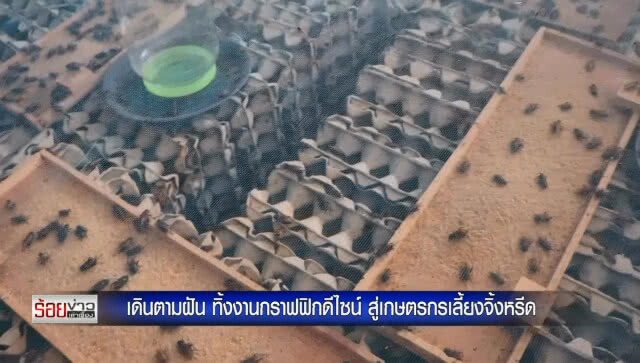 เดินตามฝัน ทิ้งงานกราฟฟิกดีไซน์ สู่เกษตรกรเลี้ยงจิ้งหรีด