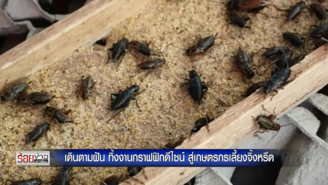 เดินตามฝัน ทิ้งงานกราฟฟิกดีไซน์ สู่เกษตรกรเลี้ยงจิ้งหรีด