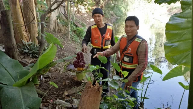 วินท่าตูมสุดตื่นเต้น! พบดอกบุกยักษ์ผุดข้างๆ ทั้งๆที่ท่าจอดตั้งมาหลายปีแล้ว