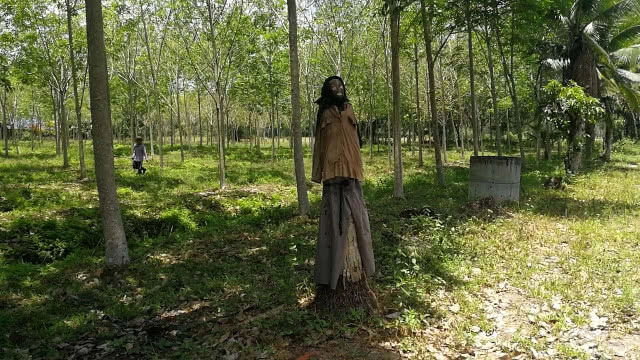 เจ้าของสวนมะพร้าว ทำ "หุ่นผีกันโจร" หลังจากถูกโจรเข้ามาขโมย