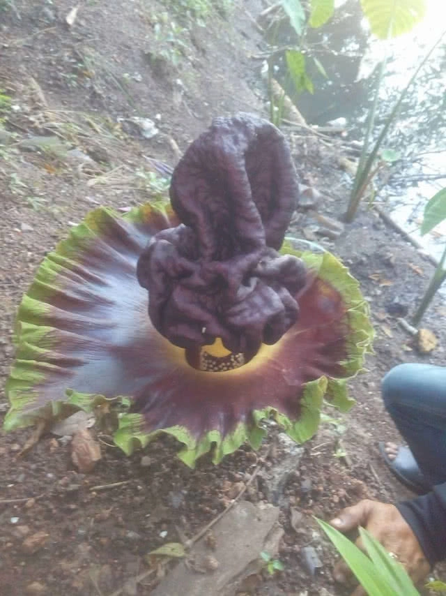 วินท่าตูมสุดตื่นเต้น! พบดอกบุกยักษ์ผุดข้างๆ ทั้งๆที่ท่าจอดตั้งมาหลายปีแล้ว