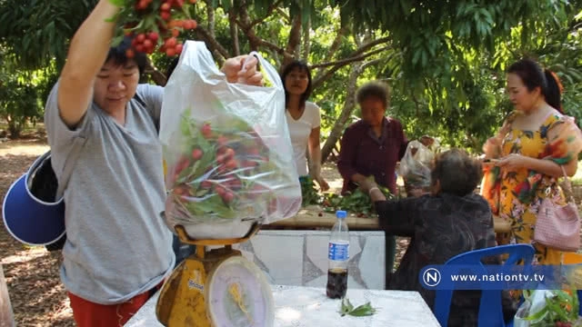 เที่ยวสวนเกษตรผสมผสาน "ชิมลิ้นจี้ไร้เมล็ด" ไร่ภูแสงดาว