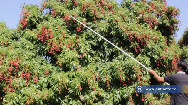 เที่ยวสวนเกษตรผสมผสาน "ชิมลิ้นจี้ไร้เมล็ด" ไร่ภูแสงดาว